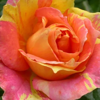 Rosen online kaufen - orange - gelb - Paul Cézanne ® - beetrose grandiflora – floribundarose - rose mit diskretem duft - apfelaroma - (50-60 cm)