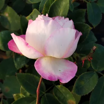 REGAL PRINCE – rózsaszín-fehér virágágyi floribunda rózsa - pharmaROSA®