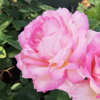 Pasztell rózsaszín szirmok fehéres -krémsárga alappal, lágy átmenettel. - virágágyi floribunda rózsa - az illaterősségre nincs megbízható adat - illatjellemzés nem áll rendelkezésre