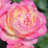 Ruža floribunda za gredice - ruža diskretnog mirisa - aroma manga - sadnice ruža - proizvodnja i prodaja sadnica - Rosa Delstrirojacre - ružičasto - žuta