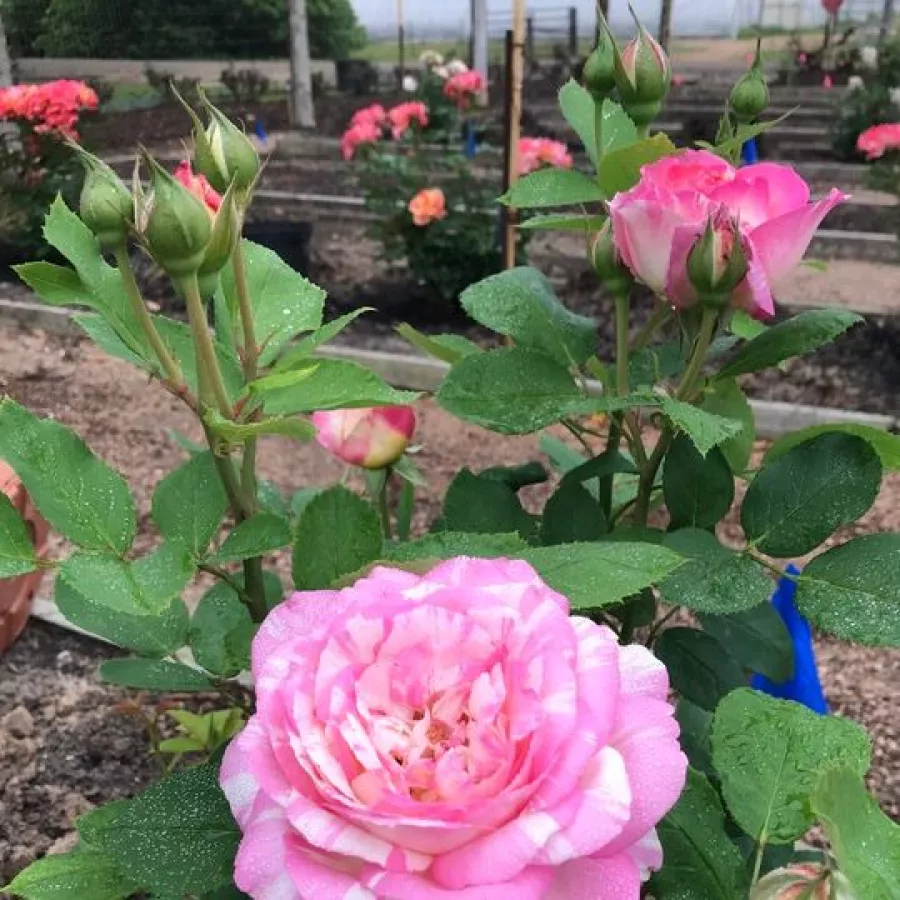Rózsaszín - sárga - Rózsa - Delstrirojacre - online rózsa vásárlás