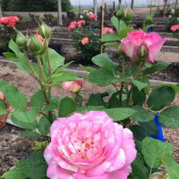 Rosa Delstrirojacre - rózsaszín - sárga - virágágyi floribunda rózsa