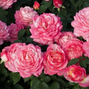 Roza-rumena - vrtnica floribunda za cvetlično gredo - diskreten vonj vrtnice - aroma manga