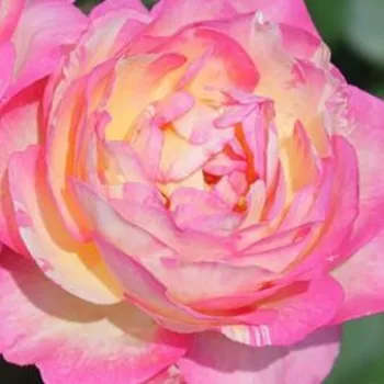Web trgovina ruža - ružičasto - žuta - ruža floribunda za gredice - ruža diskretnog mirisa - aroma manga - Delstrirojacre - (60-90 cm)