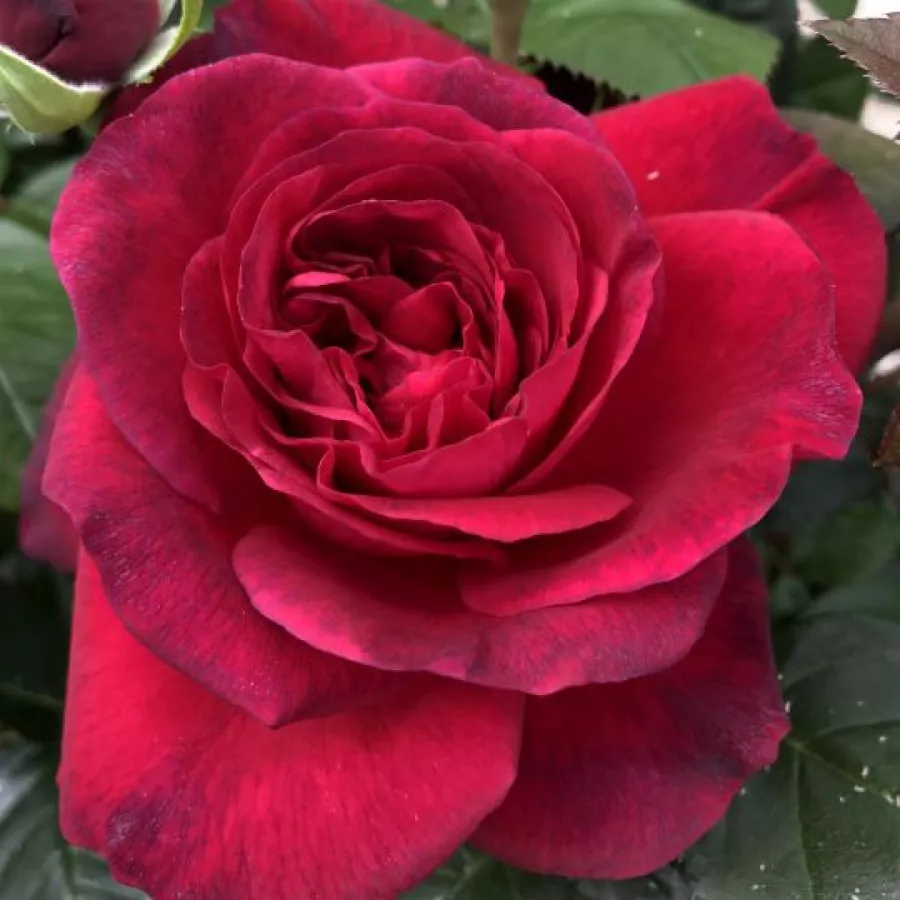 Jarko crvena - Ruža - La Rose Monsieur - naručivanje i isporuka ruža