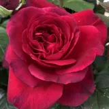 La Rose Monsieur (53-101)