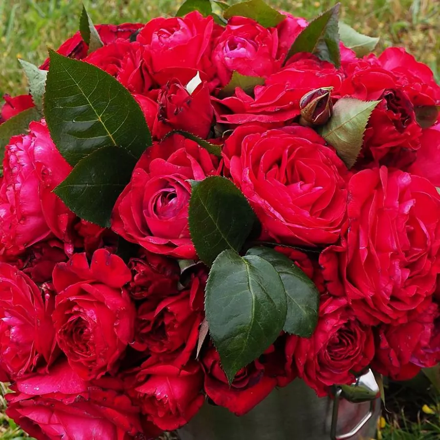 Róża nostalgiczna - Róża - La Rose Monsieur - sadzonki róż sklep internetowy - online