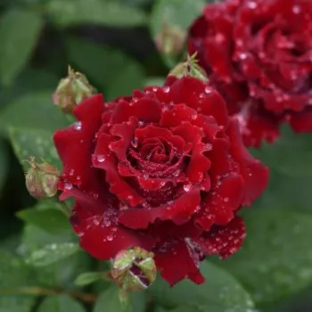 Rosa La Rose Monsieur - dunkelrot - nostalgische rose