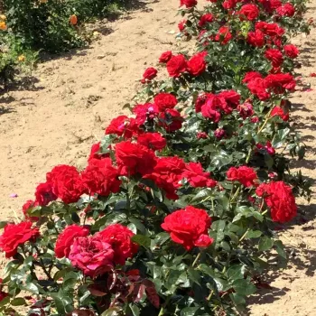 Vörös - nosztalgia rózsa - intenzív illatú rózsa - barack aromájú