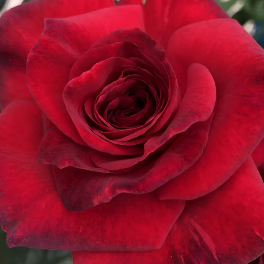 DELrouniparf - Roza - La Rose Monsieur - vrtnice - proizvodnja in spletna prodaja sadik