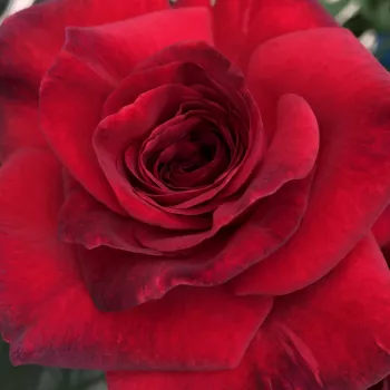 Rózsák webáruháza. - vörös - nosztalgia rózsa - intenzív illatú rózsa - barack aromájú - La Rose Monsieur - (100-150 cm)