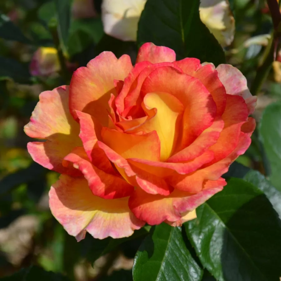 Virágágyi grandiflora - floribunda rózsa - Rózsa - La Parisienne - Online rózsa rendelés