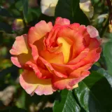 Virágágyi grandiflora - floribunda rózsa - narancssárga - nem illatos rózsa - Rosa La Parisienne - Online rózsa rendelés