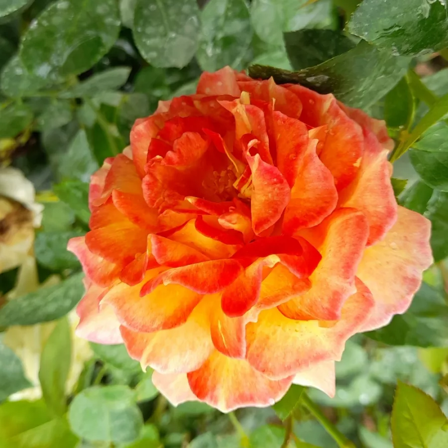 Naranja - Rosa - La Parisienne - Comprar rosales online