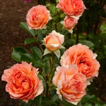 Rosa La Parisienne - naranja - rosales grandifloras floribundas