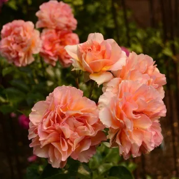 Narancssárga - virágágyi grandiflora - floribunda rózsa   (90-120 cm)