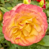 Rosales grandifloras floribundas - rosa sin fragancia - naranja - Rosa La Parisienne