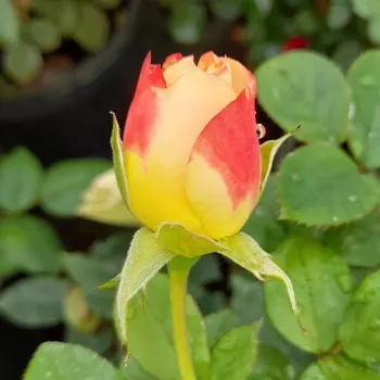 Rosa La Parisienne - narancssárga - virágágyi grandiflora - floribunda rózsa