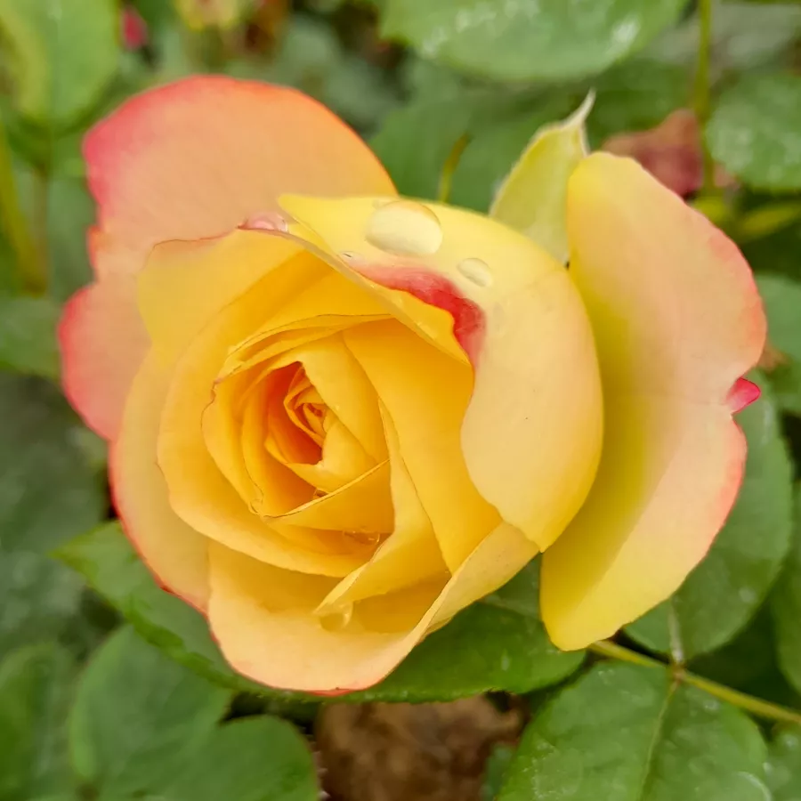 Grandiflora - floribunda ruža za gredice - Ruža - La Parisienne - sadnice ruža - proizvodnja i prodaja sadnica