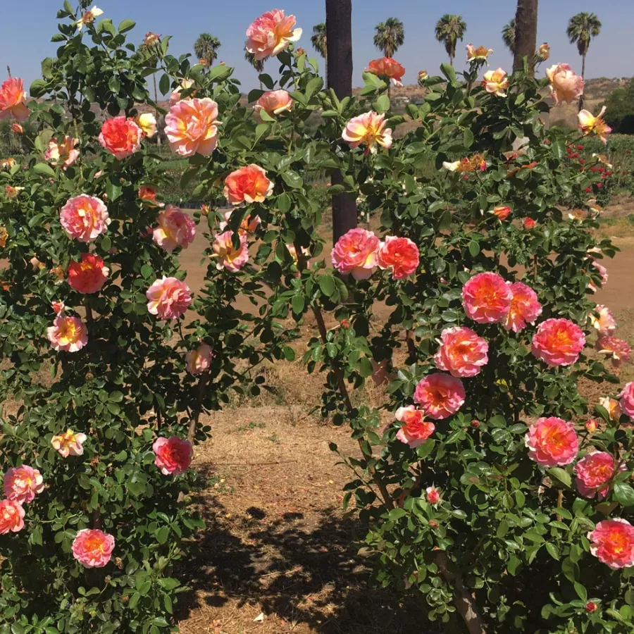 Telt virágú - Rózsa - La Parisienne - online rózsa vásárlás