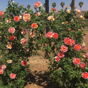 Narančasta - grandiflora - floribunda ruža za gredice   (90-120 cm)