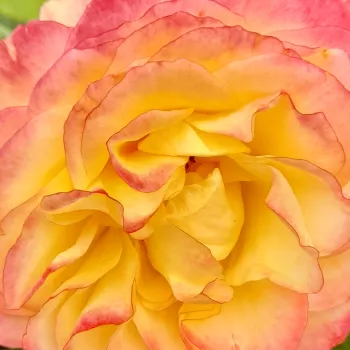 Krzewy róż sprzedam - róża rabatowa grandiflora - floribunda - róża bez zapachu - La Parisienne - pomarańczowy - (90-120 cm)