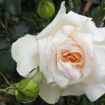 ANGIE – krémsárga virágágyi floribunda rózsa - Delbard