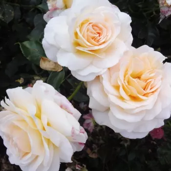 Halvány krémfehér alapszín a szirmok külső felületén, a középpont felé finoman baracksárga -sárgás tónusba melegedve. - virágágyi floribunda rózsa - erőteljes, jól érezhető illatú rózsa - friss, citrusos aromájú