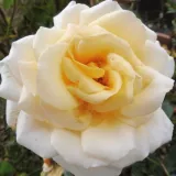 Virágágyi floribunda rózsa - diszkrét illatú rózsa - gyöngyvirág aromájú - kertészeti webáruház - Rosa Angie - sárga