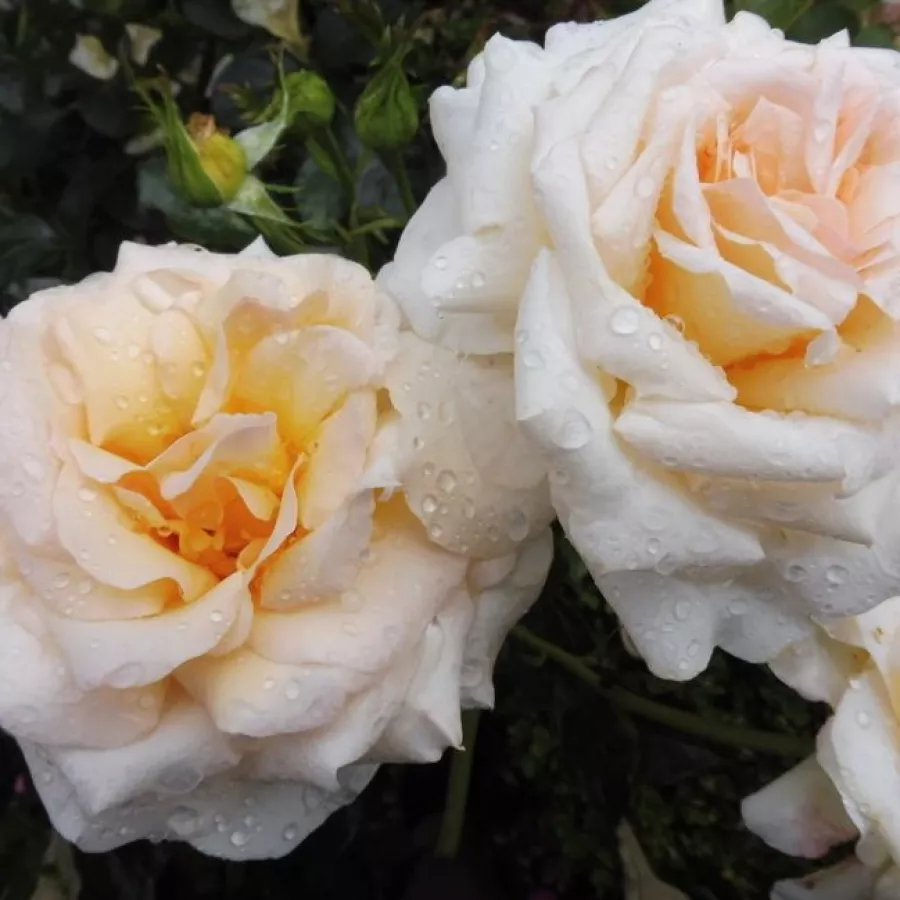 Vrtnica floribunda za cvetlično gredo - Roza - Angie - vrtnice online