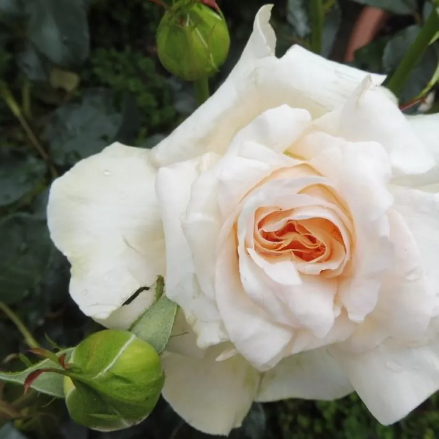 Diskreten vonj vrtnice - Roza - Angie - vrtnice - proizvodnja in spletna prodaja sadik