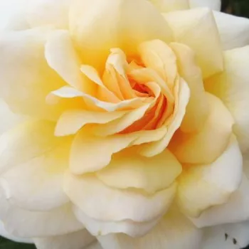 Rózsa kertészet - sárga - virágágyi floribunda rózsa - diszkrét illatú rózsa - gyöngyvirág aromájú - Angie - (60-80 cm)