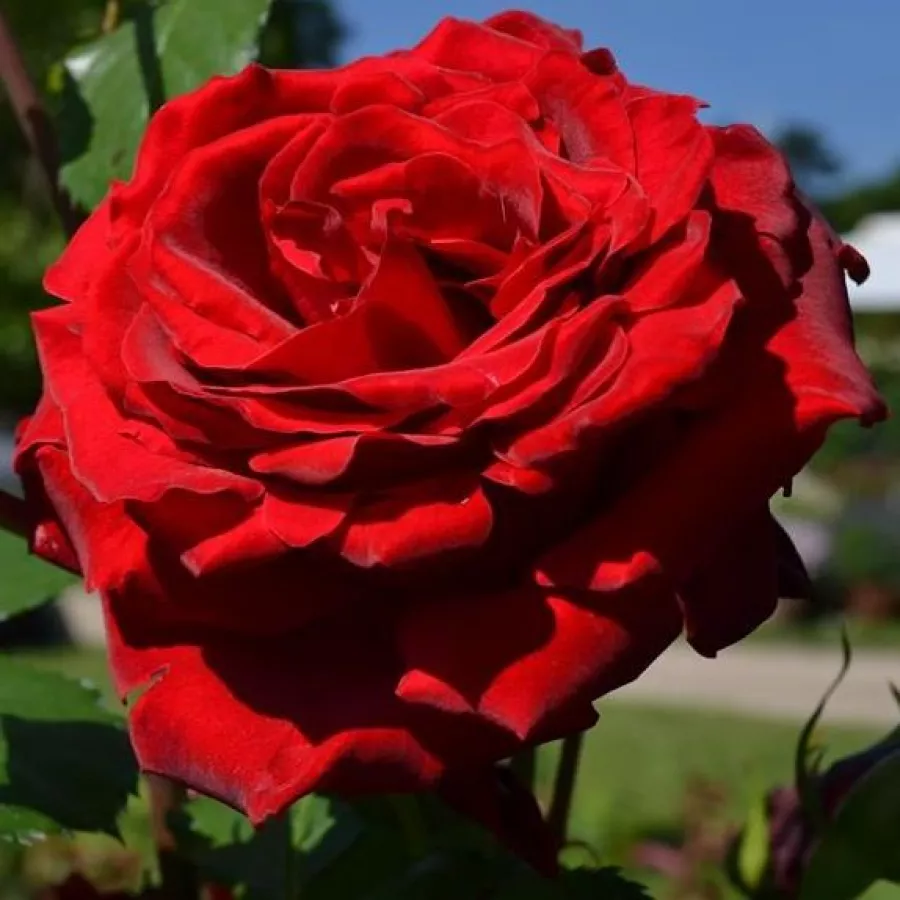 Rojo - Rosa - Grandessa - comprar rosales online