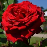 Climber, futó rózsa - nem illatos rózsa - kertészeti webáruház - Rosa Grandessa - vörös