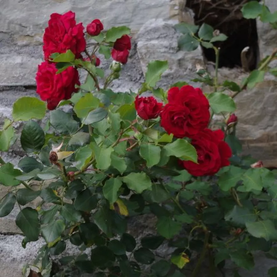 Climber, róża pnąca - Róża - Grandessa - sadzonki róż sklep internetowy - online