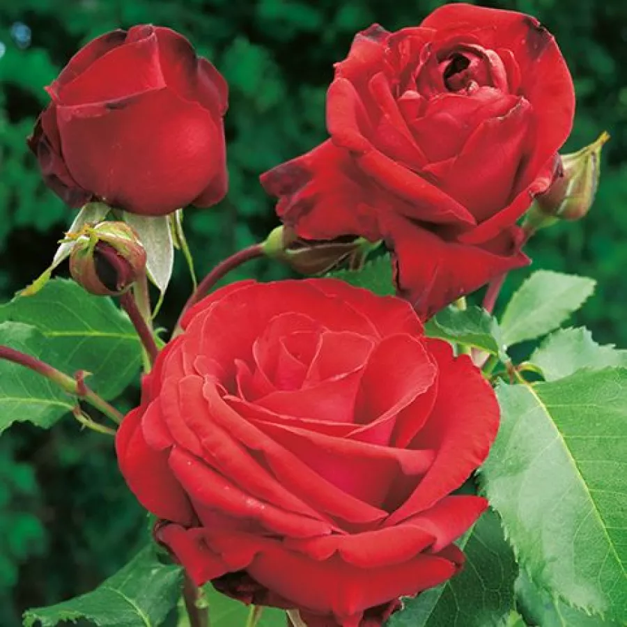 Spiczasty - Róża - Grandessa - sadzonki róż sklep internetowy - online