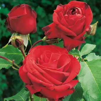Rosa Grandessa - rdeča - climber, vrtnica vzpenjalka