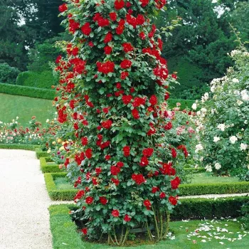 Rdeča - climber, vrtnica vzpenjalka   (250-300 cm)