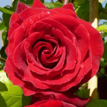 Rosen-webshop - dunkelrot - climber, kletterrose - rose ohne duft - Grandessa - (250-300 cm)