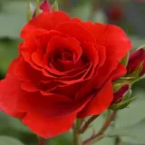 Climber, futó rózsa - vörös - diszkrét illatú rózsa - grapefruit aromájú - Rosa Delgrouge - Online rózsa rendelés