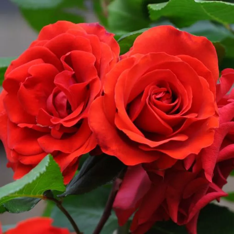 Vörös - Rózsa - Delgrouge - Online rózsa rendelés