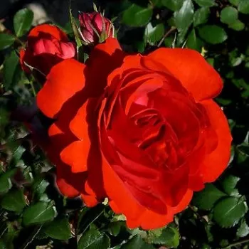 Rosa Delgrouge - vörös - climber, futó rózsa