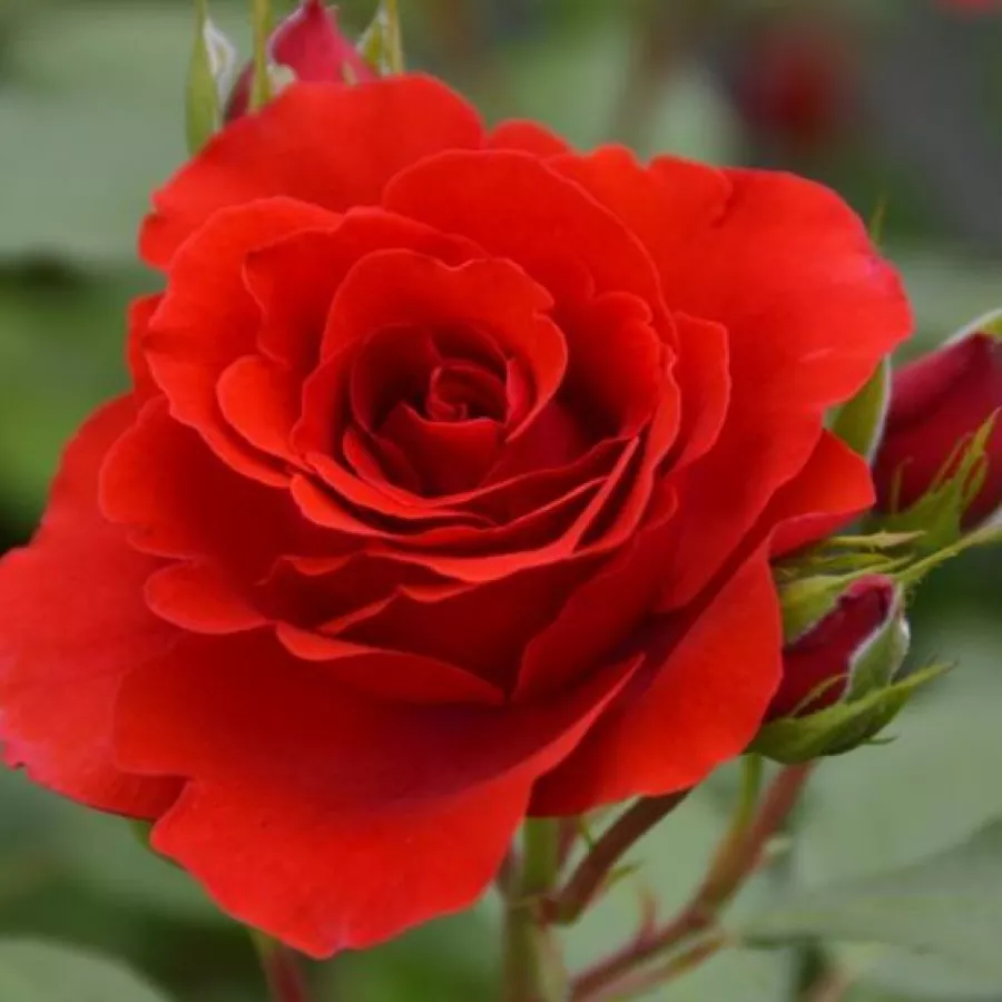 Rojo - Rosa - Delgrouge - rosal de pie alto
