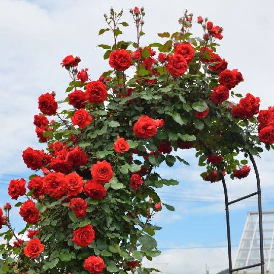 120-150 cm - Rózsa - Delgrouge - Kertészeti webáruház