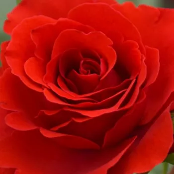 Pedir rosales - rojo - as - Delgrouge - rosa de fragancia discreta - pomelo