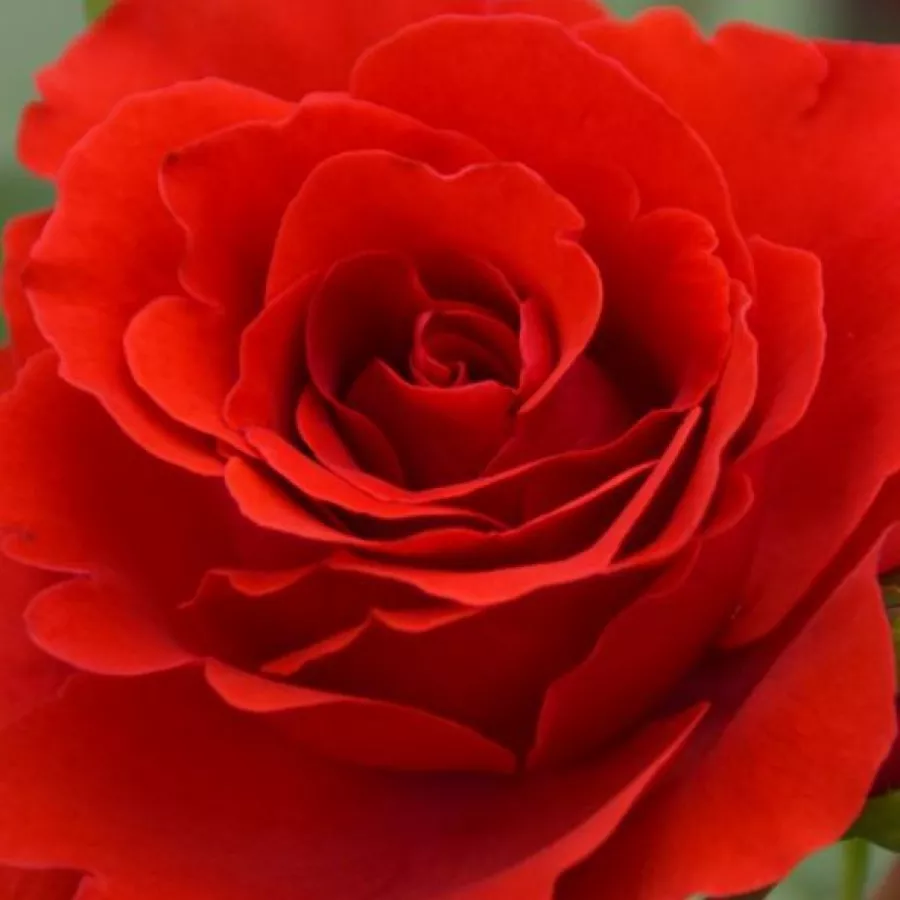 Csésze - Rózsa - Delgrouge - online rózsa vásárlás