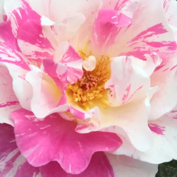 Online rózsa kertészet - fehér - rózsaszín - virágágyi floribunda rózsa - Berlingot™ - intenzív illatú rózsa - szegfűszeg aromájú - (90-100 cm)
