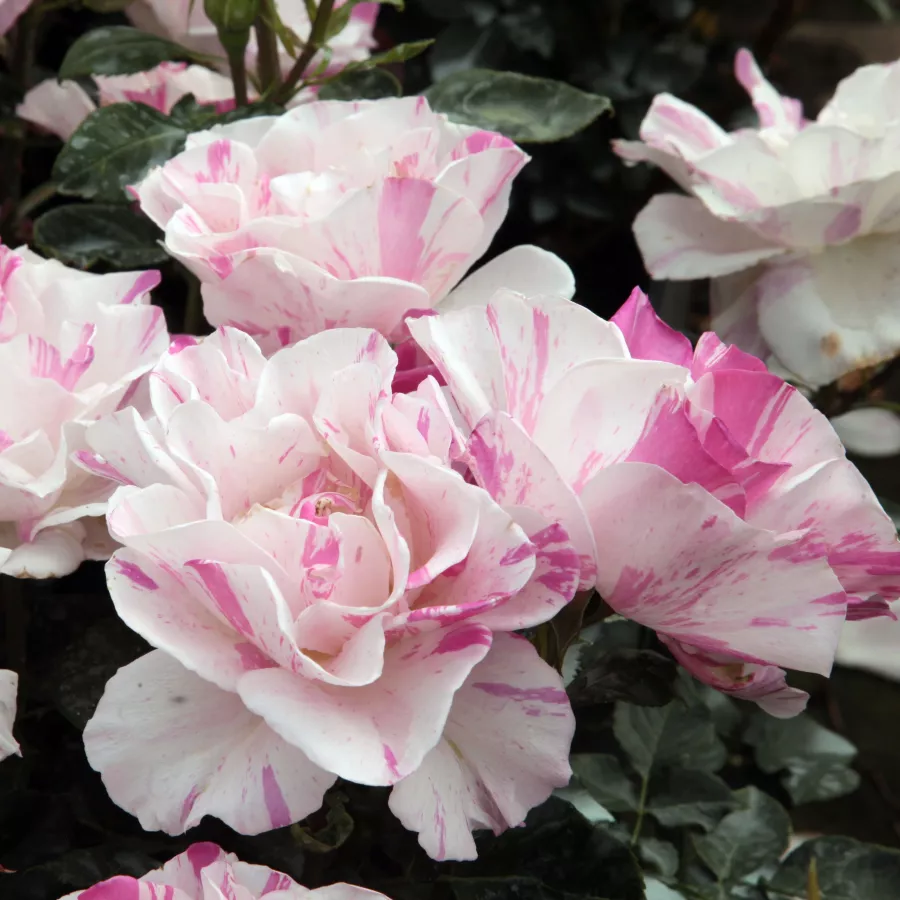 Fehér - rózsaszín - Rózsa - Berlingot™ - Online rózsa rendelés