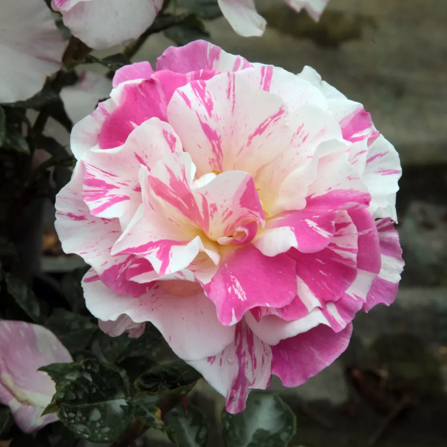Fehér - rózsaszín - Rózsa - Berlingot™ - Kertészeti webáruház