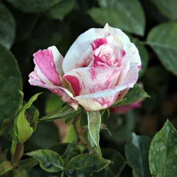 Rosa Berlingot™ - blanco rosa - árbol de rosas de flores en grupo - rosal de pie alto
